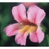 Pink Monkeyflower Dropper
