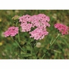Pink Yarrow Dropper
