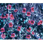 Purple Monkeyflower Dropper, 1 oz, Flower Essence Services