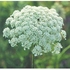 Queen Anne's Lace Dropper