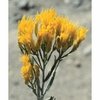 Rabbitbrush Dropper