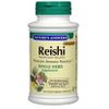 Reishi Mushroom Mycelia