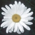 Shasta Daisy Dropper