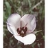 Splendid Mariposa Lily Dropper