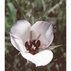 Splendid Mariposa Lily Dropper
