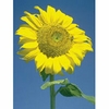 Sunflower Dropper