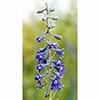 Tall Mountain Larkspur Dropper
