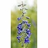 Tall Mountain Larkspur Dropper