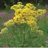 Tansy Dropper