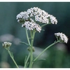 Yarrow Dropper