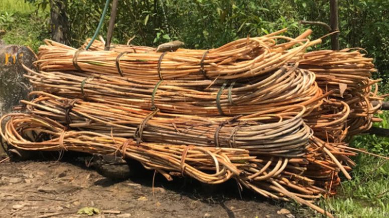 What Is Rattan: A Comprehensive Guide to Understanding This Versatile ...