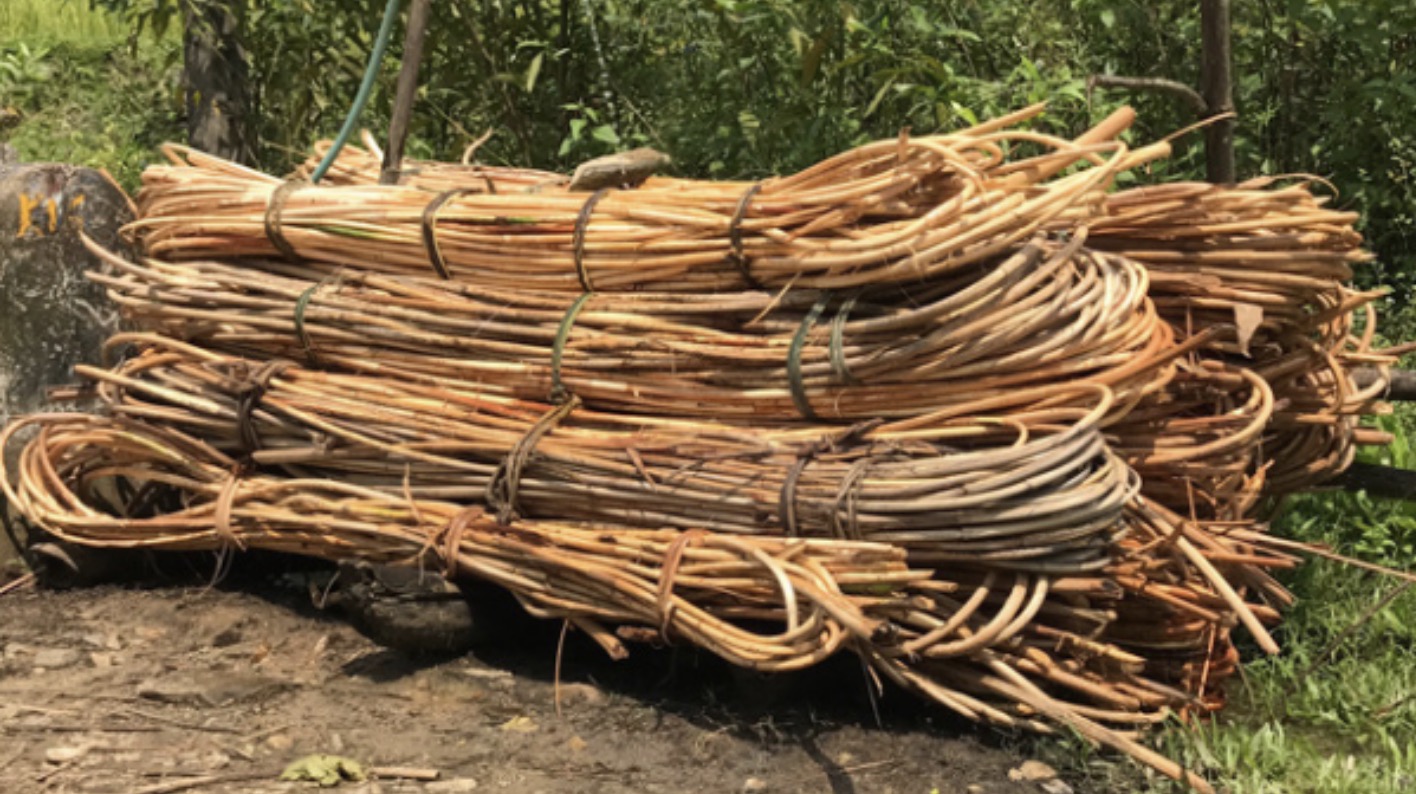 What Is Rattan: A Comprehensive Guide to Understanding This Versatile