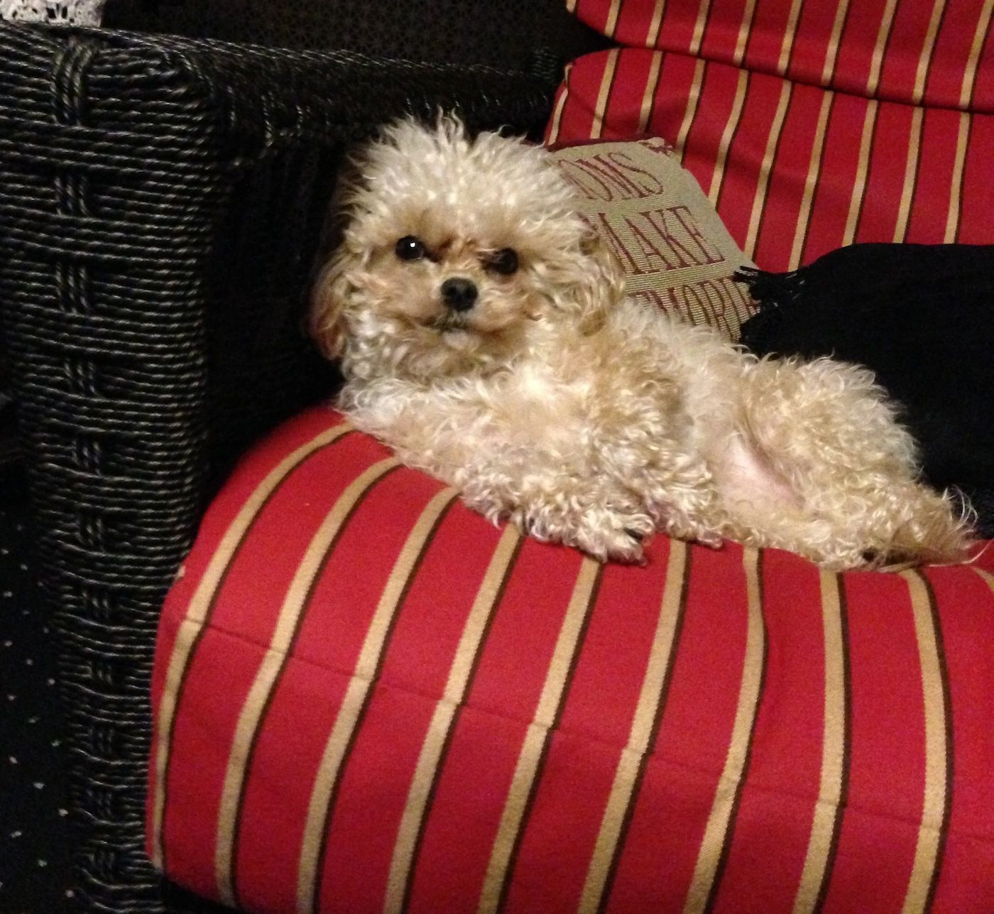 Wicker Chair Dog Nap Picture Wicker Paradise