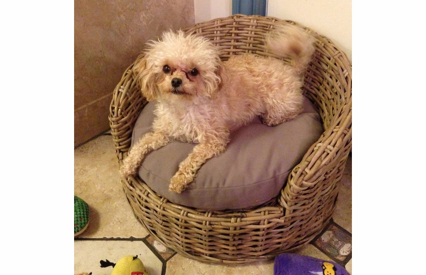 Wicker Pet Bed Wicker Paradise