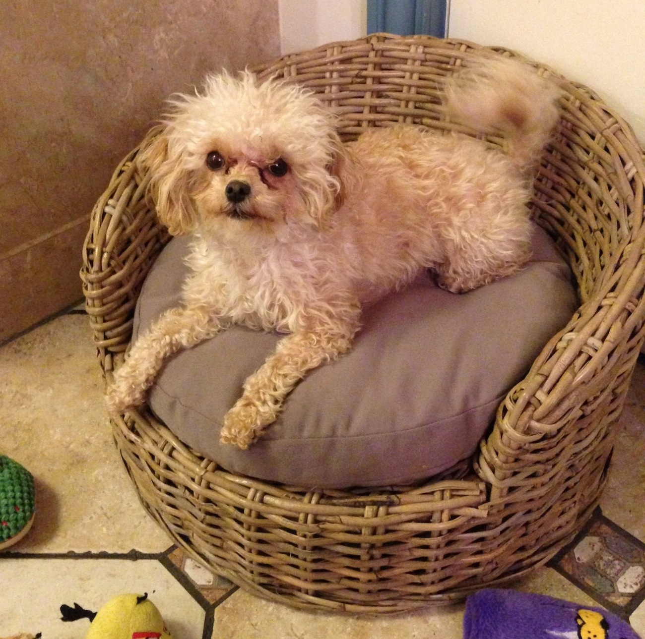 Wicker Pet Bed Wicker Paradise
