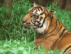 Zoo
