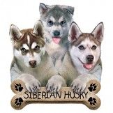 Siberian Husky