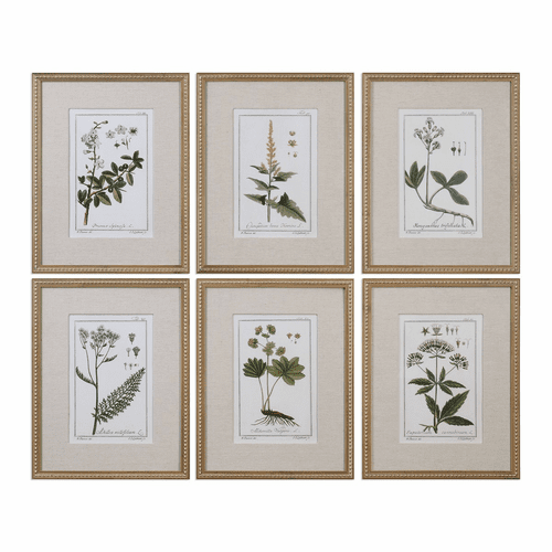 Uttermost Green Floral Botanical Study Prints Set Of 6 - 33651