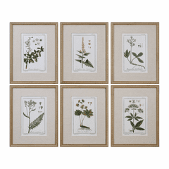 Uttermost Green Floral Botanical Study Prints Set Of 6 - 33651