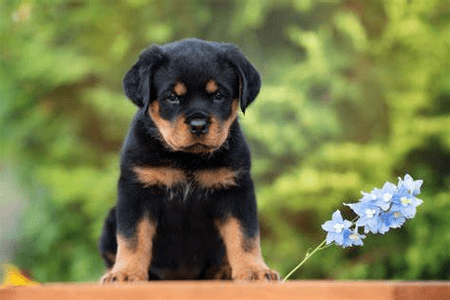 dog breed rottweiler