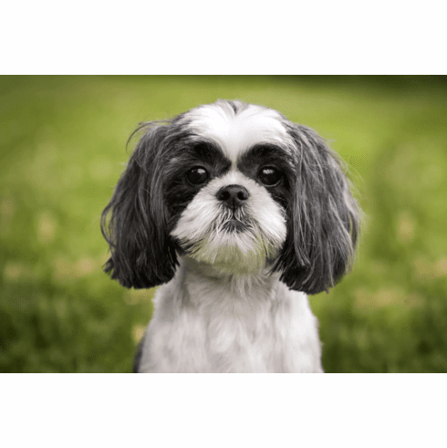 shihtzu