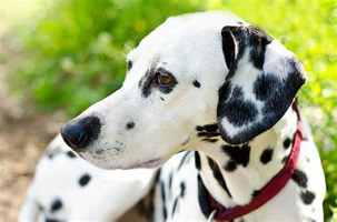 Top breeds
