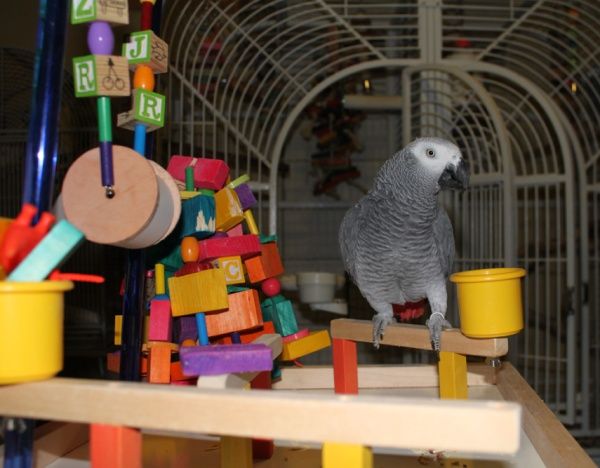 African grey play gym Clearance