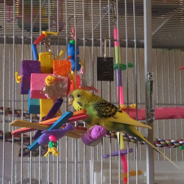 Balsa Pops Small Bird Toy