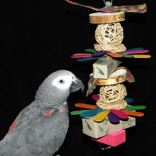 How Many Bird Toys Should My Parrot Have in His Bird Cage?
