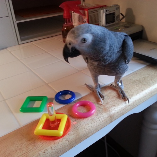 Ring Toss Bird Trick Training Toy for Amazons/African Greys