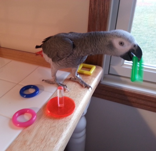 Ring Toss Bird Trick Training Toy for Amazons/African Greys