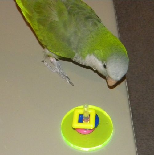 Ring Toss Bird Trick Training Toy for Conures/Cockatiels