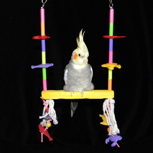 Bird Swing for Cockatiels Sophomore Tropical Swing
