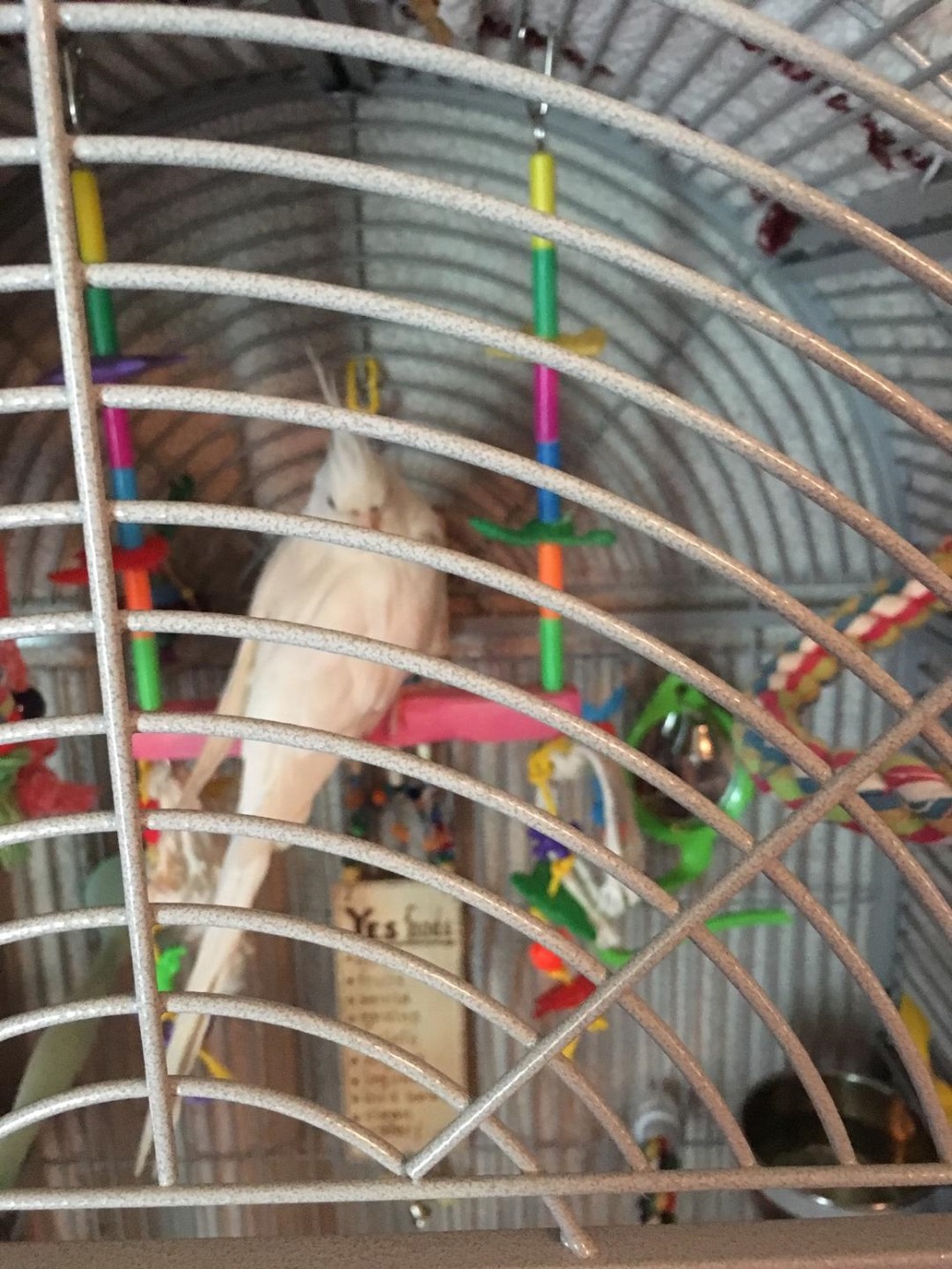 Bird Swing for Cockatiels Sophomore Tropical Swing