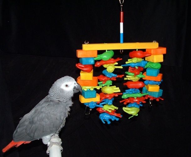 The 4 Types of Bird Toys Your Parrot Must Have