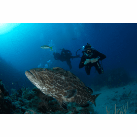 Deep Blue Explorers
