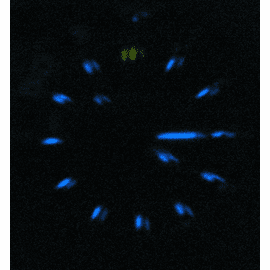 T 25 Tritium Blue Tubes