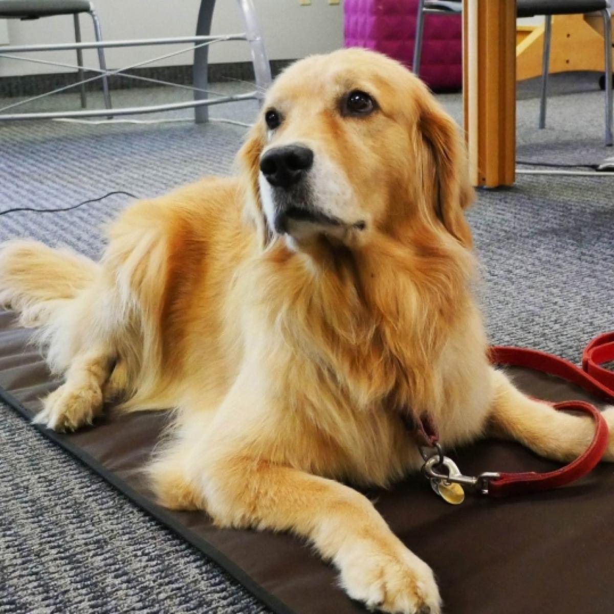 ToastiMat 2nd Generation Heated Yoga Mat Black The Warming Store