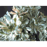 Aeonium