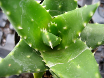 pharmos natur aloe vera saft Espara Aloe Vera BIO Saft: Immunsystem, Magen-Darm, Stoffwechsel –  Naturpräparate Dieterich main image 1