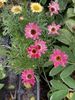 Argyranthemum Fuchsia Daisy Argyranthemum Fuchsia Daisy