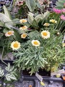 Argyranthemum Peach Daisy