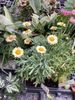 Argyranthemum Peach Daisy Argyranthemum Peach Daisy