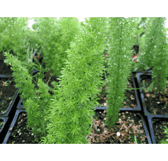 Asparagus meyeri