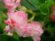 Begonia Cherry Blossom