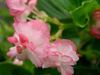Begonia Cherry Blossom Begonia Cherry Blossom