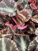 Begonia cleopatrae