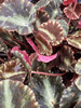 Begonia cleopatrae Begonia cleopatrae