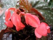 begonia Coral Sea