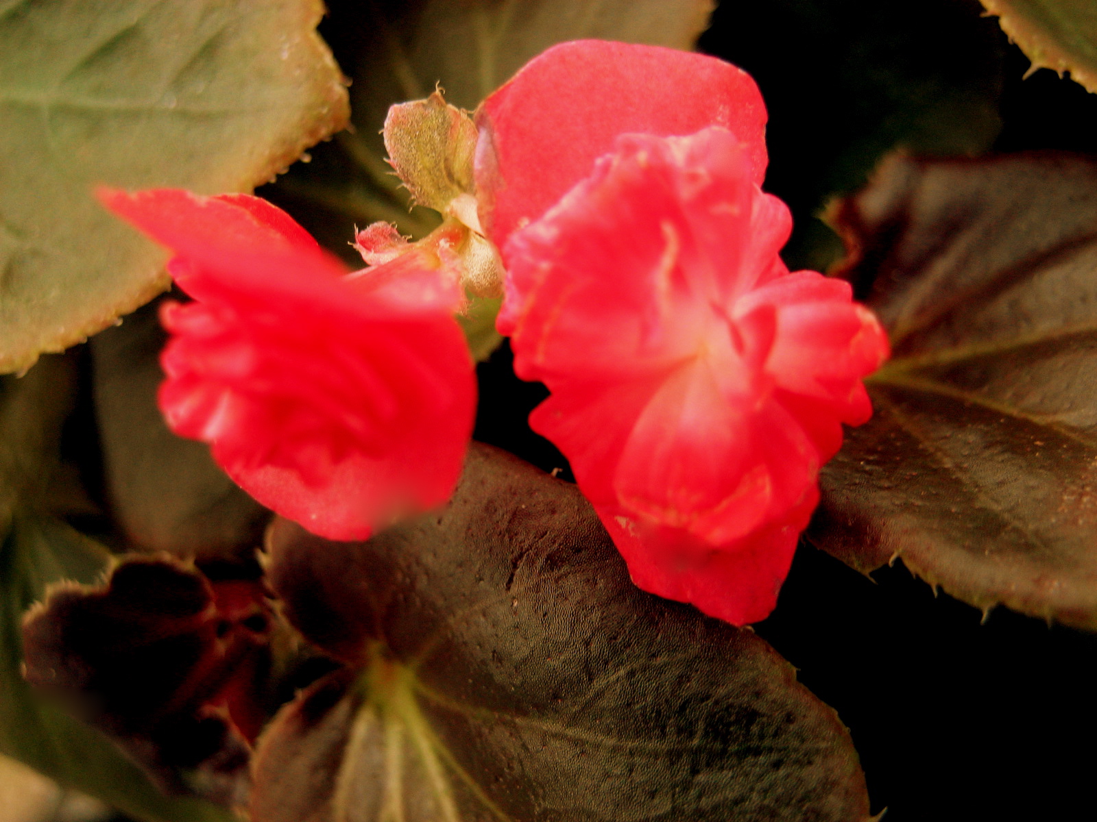 begonia Doublet Red